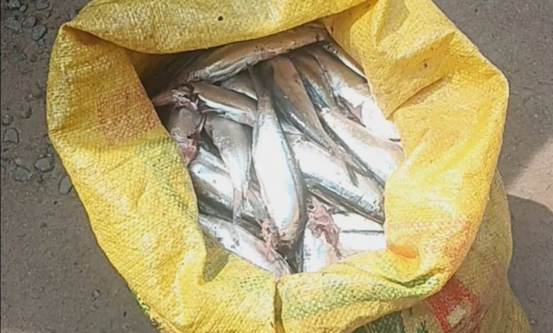 மனித நுகர்வுக்கு ஒவ்வாத மீன்கள் மீட்பு