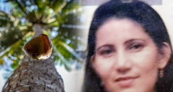 பெண்ணின் உயிரை காவுவாங்கிய தேங்காய்!இலங்கையில் நேர்ந்த துயரம்