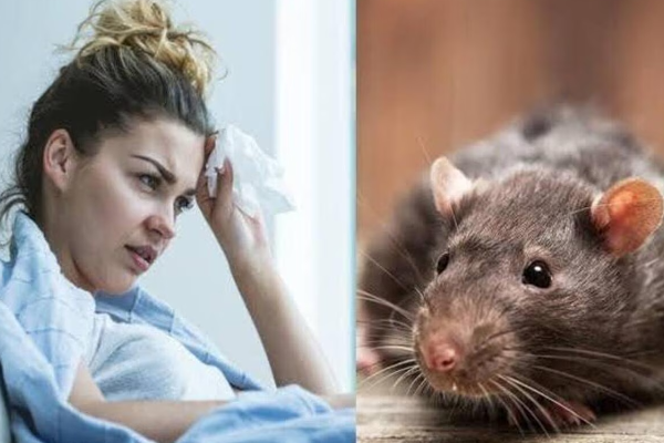 நாட்டில் வேகமாக பரவும் எலிக் காய்ச்சல்/Rat fever spreading rapidly in the country