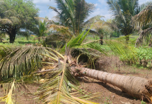 வவுனியாவில் காட்டு யானைகள் அட்டகாசம் – தென்னை மற்றும் வாழை மரங்கள் பெரும் சேதம்