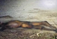 கிளிநொச்சியில் பரபரப்பு: சிதைந்த நிலையில் உடல் கண்டுபிடிப்பு