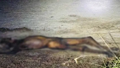 கிளிநொச்சியில் பரபரப்பு: சிதைந்த நிலையில் உடல் கண்டுபிடிப்பு