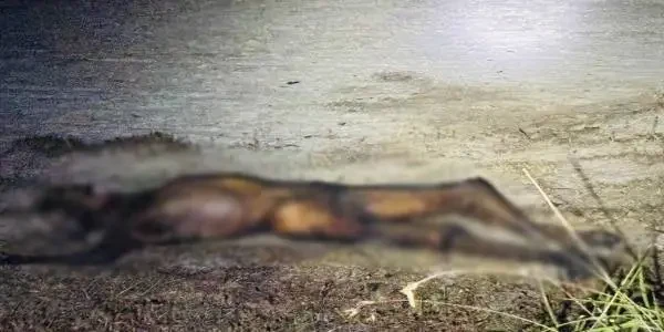 கிளிநொச்சியில் பரபரப்பு: சிதைந்த நிலையில் உடல் கண்டுபிடிப்பு