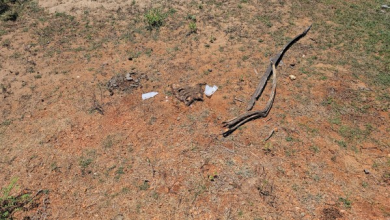 மன்னார் வீதியில் சிதறிக்கிடந்த மனித உடல் பாகங்கள்