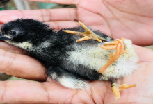 மட்டக்களப்பில் அபூர்வம்: 4 கால்களுடன் பிறந்த கோழிக்குஞ்சு