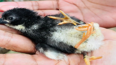 மட்டக்களப்பில் அபூர்வம்: 4 கால்களுடன் பிறந்த கோழிக்குஞ்சு