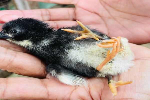 மட்டக்களப்பில் அபூர்வம்: 4 கால்களுடன் பிறந்த கோழிக்குஞ்சு