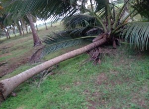 வவுனியா- பம்பைமடுவில் தொடரும் யானைகளின் அட்டகாசம்