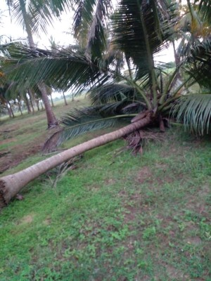 வவுனியா- பம்பைமடுவில் தொடரும் யானைகளின் அட்டகாசம்